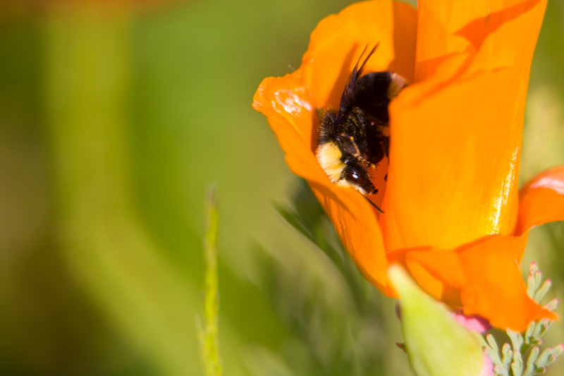 Bumble Bee In California Poppy